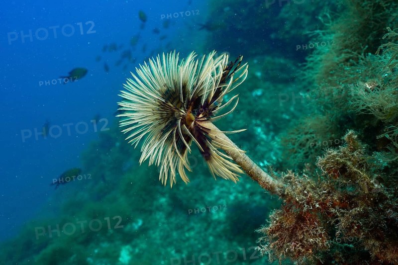 Screwfish (Sabella spallanzanii) rises gracefully from the rocky seascape. Dive site Cap de Creus Marine Protected Area, Rosas, Costa Brava, Spain, Mediterranean Sea