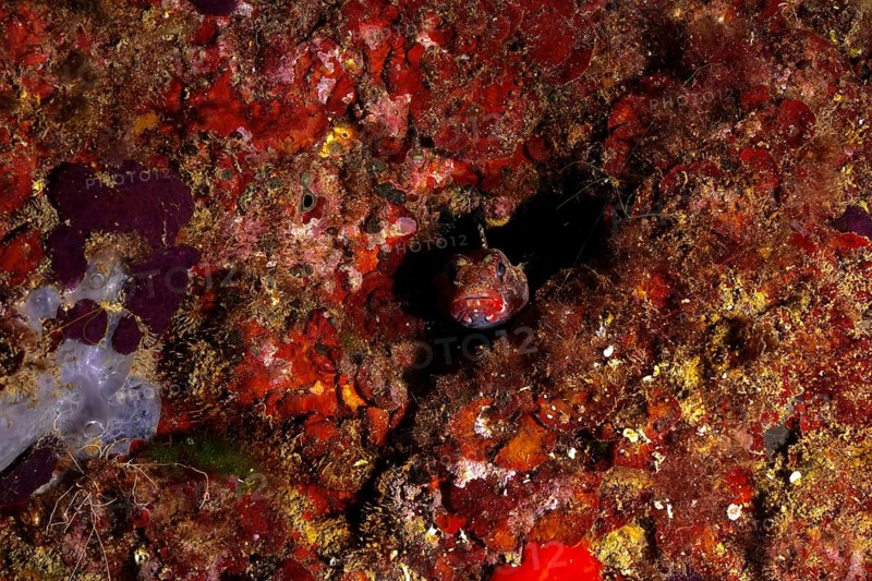 Camouflaged fish, redmouth goby (Gobius cruentatus), hiding on the red seabed. Dive site Marine reserve Cap de Creus, Rosas, Costa Brava, Spain, Mediterranean Sea