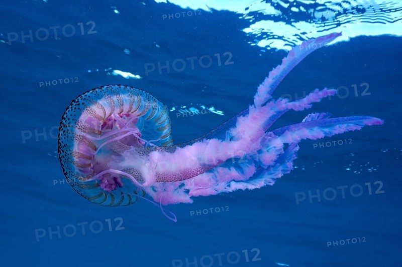 A purple jellyfish (Pelagia noctiluca) floats elegantly in the blue ocean water. Dive site Marine reserve Cap de Creus, Rosas, Costa Brava, Spain, Mediterranean Sea