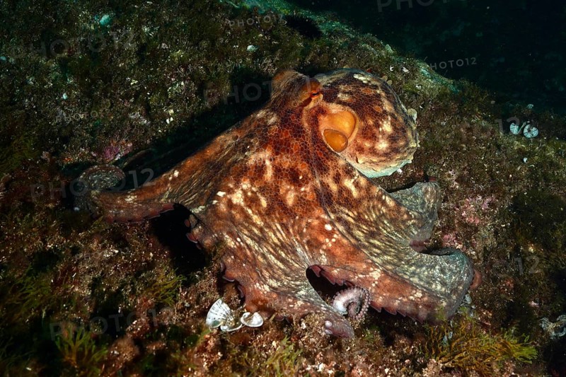 An octopus with a distinctive pattern, Common Octopus vulgaris, spreads out across the seabed in the dark. Dive site Cap de Creus Marine Protected Area, Rosas, Costa Brava, Spain, Mediterranean Sea