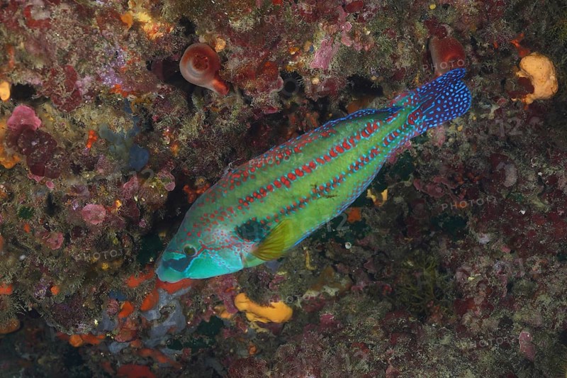 Colourful speckled peacock wrasse (Symphodus tinca) among marine plants. Dive site Cap de Creus Marine Protected Area, Rosas, Costa Brava, Spain, Mediterranean Sea