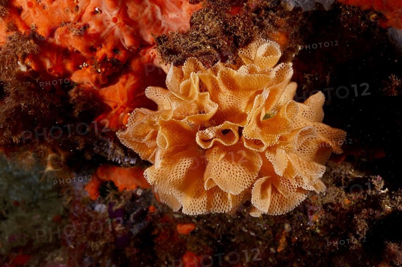 Neptune veil (Reteporella grimaldii) (Reteporella septentrionalis) in bright orange colour. Dive site Marine reserve Cap de Creus, Rosas, Costa Brava, Spain, Mediterranean Sea