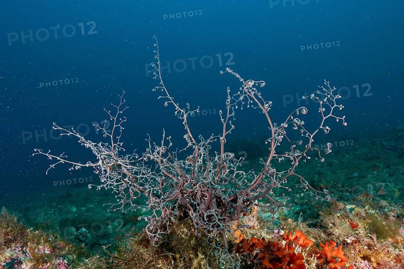 Fan-shaped Mediterranean gorgonian head (Astrospartus mediterraneus) unfolds in the clear ocean water. Dive site Marine reserve Cap de Creus, Rosas, Costa Brava, Spain, Mediterranean Sea
