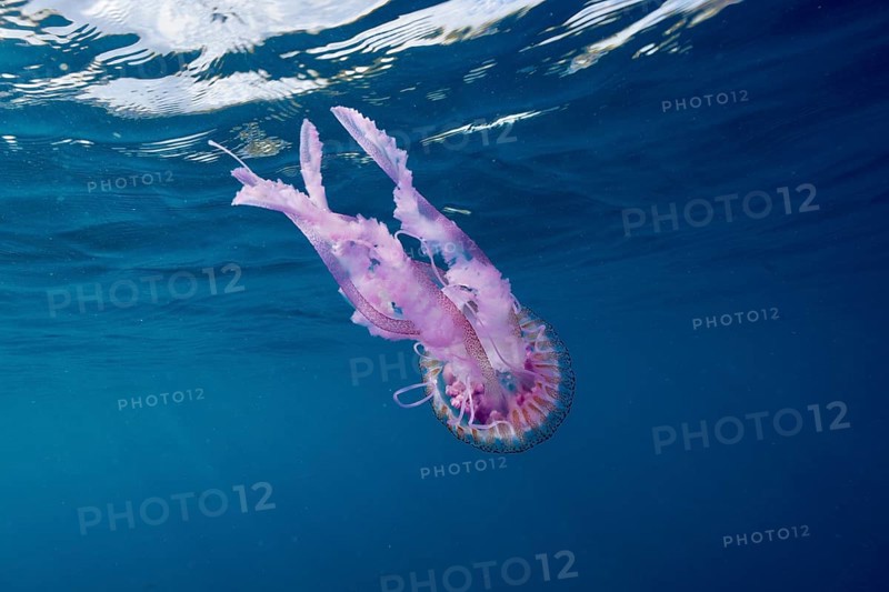 Luminous jellyfish (Pelagia noctiluca) in pale pink in the deep blue sea. Dive site Marine reserve Cap de Creus, Rosas, Costa Brava, Spain, Mediterranean Sea