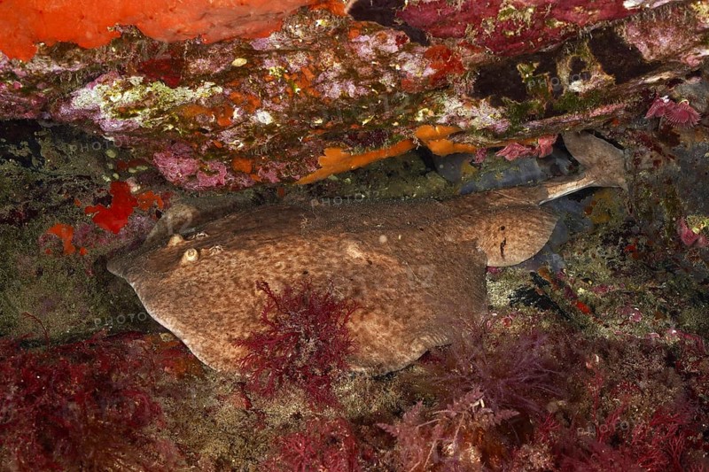 A marble trembling ray (Torpedo marmorata) lies well camouflaged between the rocky seabed. Dive site Marine reserve Cap de Creus, Rosas, Costa Brava, Spain, Mediterranean Sea