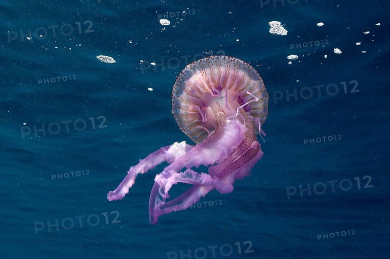 Transparent purple jellyfish (Pelagia noctiluca), close to the surface. Dive site Marine reserve Cap de Creus, Rosas, Costa Brava, Spain, Mediterranean Sea