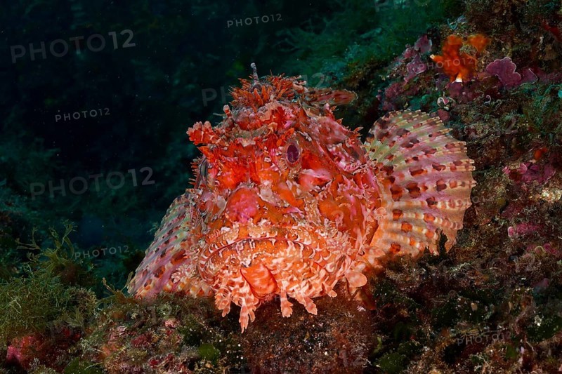 Portrait of red scorpionfish (Scorpaena scrofa), sea sow, in deep water. Dive site Marine reserve Cap de Creus, Rosas, Costa Brava, Spain, Mediterranean Sea