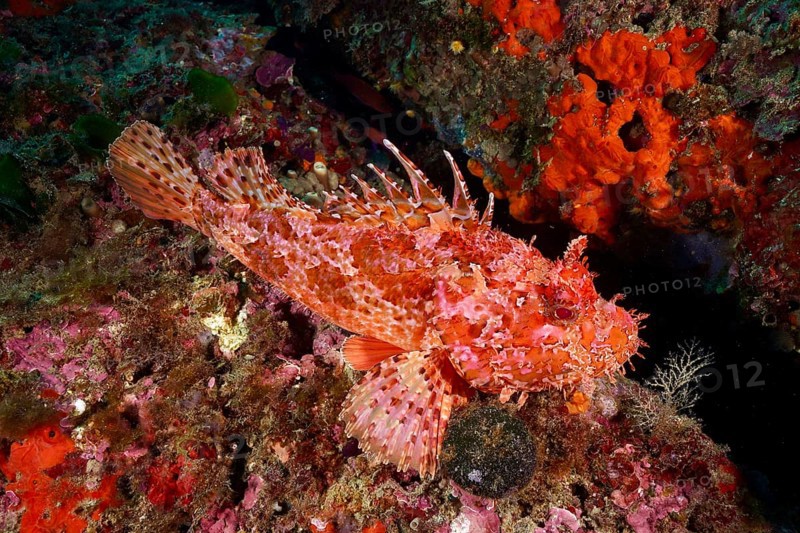 Detailed red scorpionfish (Scorpaena scrofa), sea sow, in a colourful reef, dive site Cap de Creus Marine Reserve, Rosas, Costa Brava, Spain, Mediterranean Sea