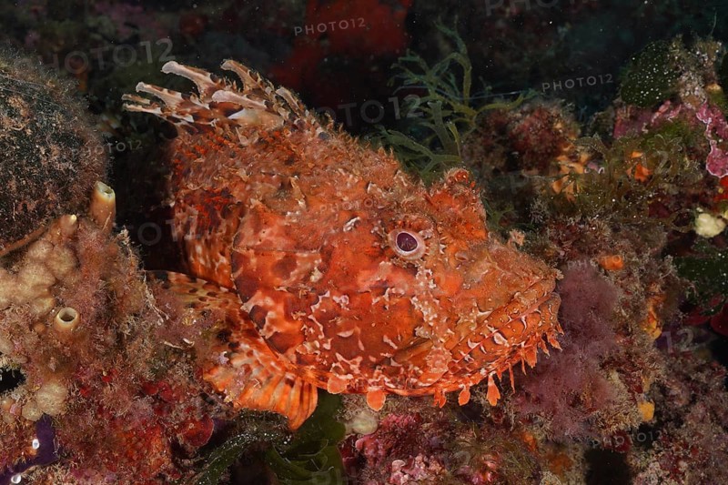 Camouflaged red scorpionfish (Scorpaena scrofa), sea sow, between algae and rocks. Dive site Cap de Creus Marine Protected Area, Rosas, Costa Brava, Spain, Mediterranean Sea