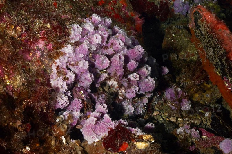 Purple coarse sponge (Dysidea avara) in a colourful underwater landscape. Dive site Marine reserve Cap de Creus, Rosas, Costa Brava, Spain, Mediterranean Sea