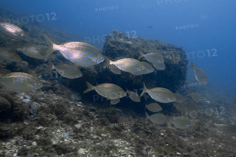 Shoal of goldfish (Sarpa salpa) swimming past rocks in clear water. Dive site Marine reserve Cap de Creus, Rosas, Costa Brava, Spain, Mediterranean Sea