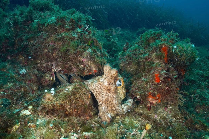 A well-camouflaged Common Octopus (Octopus vulgaris) sits between algae-covered stones on the seabed. Dive site Marine reserve Cap de Creus, Rosas, Costa Brava, Spain, Mediterranean Sea