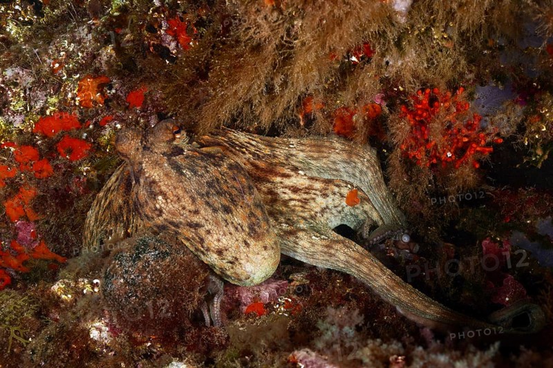 Common Octopus (Octopus vulgaris) in camouflage on a colourful, rocky substrate. Dive site Marine reserve Cap de Creus, Rosas, Costa Brava, Spain, Mediterranean Sea