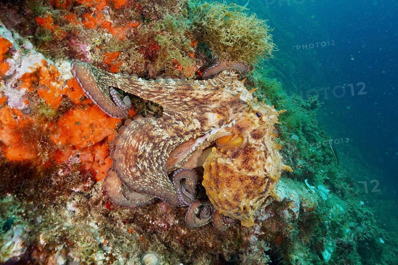 A Common Octopus (Octopus vulgaris) hides on the colourful seabed between sea sponges and algae. Dive site Cap de Creus Marine Reserve, Rosas, Costa Brava, Spain, Mediterranean Sea