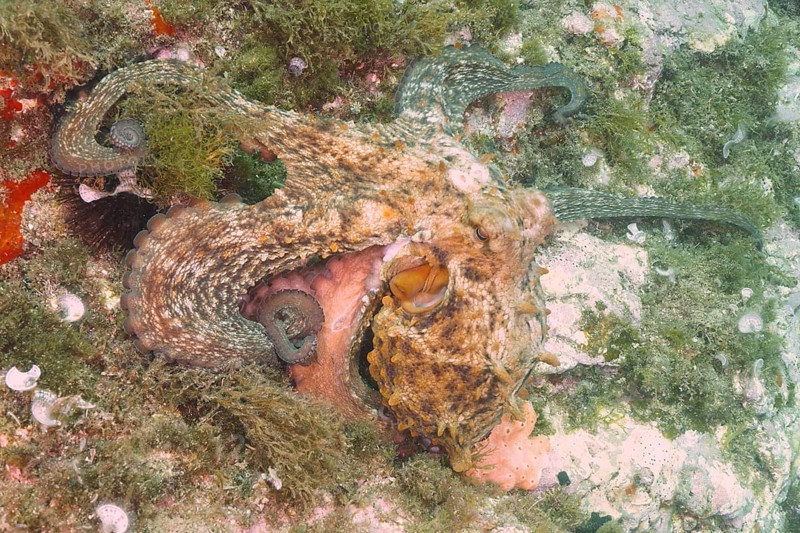 A Common Octopus (Octopus vulgaris) camouflages itself on the coral-covered seabed. Dive site Marine reserve Cap de Creus, Rosas, Costa Brava, Spain, Mediterranean Sea