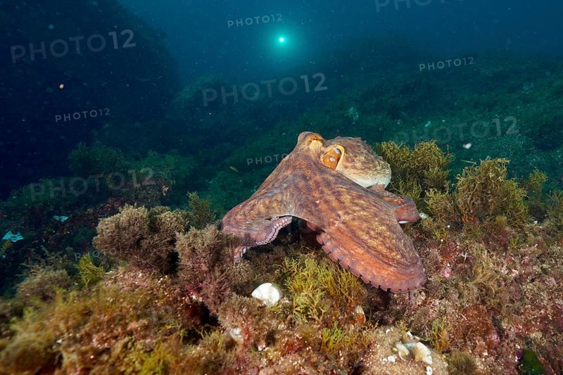 A Common Octopus (Octopus vulgaris) moves across the algae bed of the ocean. Dive site Marine reserve Cap de Creus, Rosas, Costa Brava, Spain, Mediterranean Sea