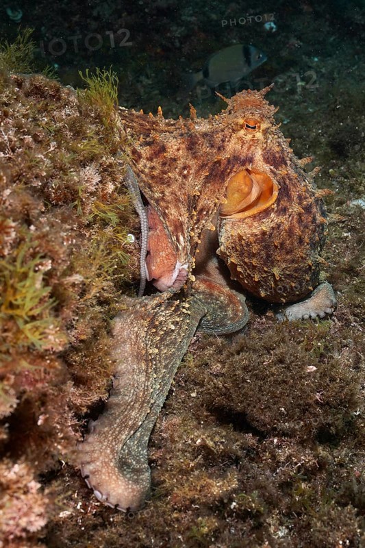 A Common Octopus (Octopus vulgaris) camouflages itself on an algae-covered rocky bottom in the underwater world. Dive site Marine reserve Cap de Creus, Rosas, Costa Brava, Spain, Mediterranean Sea