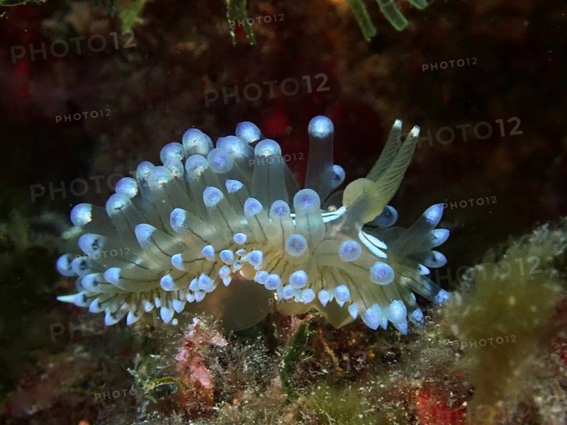 Marine nudibranch with distinctive blue tentacles, Striped Thick-billed ribbon Slug (Janolus cristatus) . Dive site Marine reserve Cap de Creus, Rosas, Costa Brava, Spain, Mediterranean Sea
