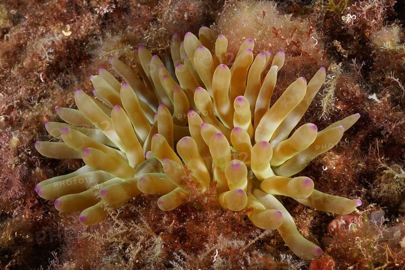 Yellow rock rose (Cribrinopsis crassa) with purple tips on the seabed. Dive site Cap de Creus Marine Protected Area, Rosas, Costa Brava, Spain, Mediterranean Sea