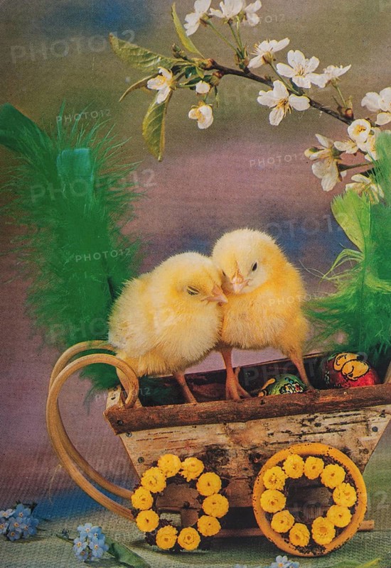 Old postcard and Easter card. Yellow chickens in a basket