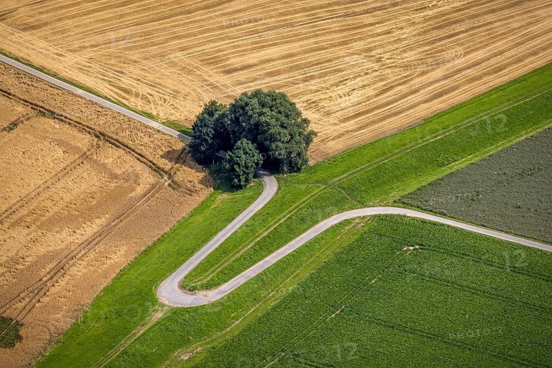 Aerial view, trees on a winding path, Rheinaue Mündelheim, Mündelheim, Duisburg, Ruhr area, North Rhine-Westphalia, Germany, DE, Europe, shapes and colours, green trees, aerial view, aerial photography, aerial photography, overview, bird's-eye view, paths and trails, meadows and fields, birds-eyes view, overview