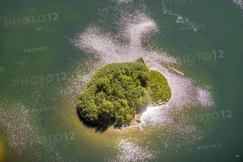 Aerial view, Phoenix Lake, island in the lake, Hörde, Dortmund, Ruhr area, North Rhine-Westphalia, Germany, DE, Europe, aerial photography, aerial photography, aerial photography, Phoenix Lake, overview, bird's-eye view, overview, Emscher, Emscher River