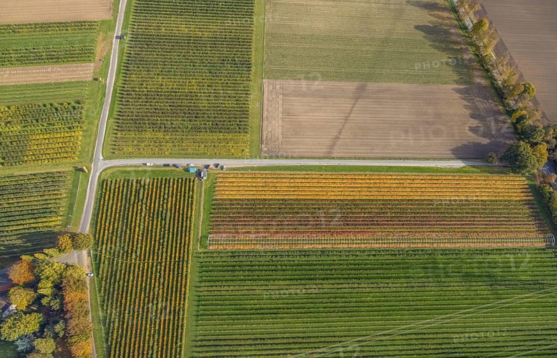 Aerial view, agricultural plantation cultivation Auf der Höhe in the district Kirchhellen-Nord-Ost in Bottrop, Ruhr area, North Rhine-Westphalia, Germany, cultivation area, cultivation area, Bottrop, DE, Europe, shapes and colours, agricultural fields, aerial view, aerial photography, aerial photography, overview, bird's-eye view, overview, colourful fields, flower fields