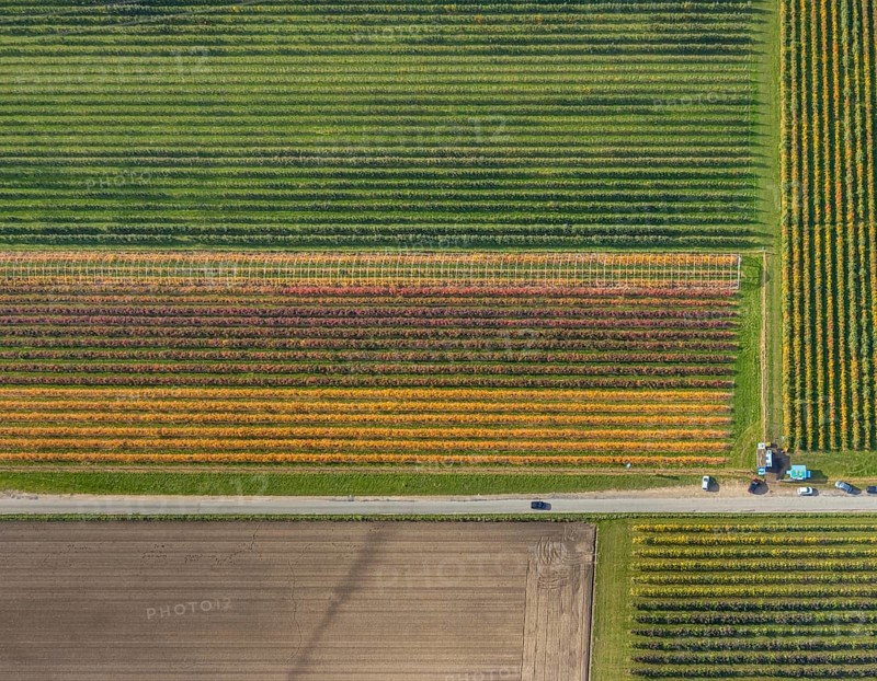 Aerial view, agricultural plantation cultivation Auf der Höhe in the district Kirchhellen-Nord-Ost in Bottrop, Ruhr area, North Rhine-Westphalia, Germany, cultivation area, cultivation area, Bottrop, DE, Europe, shapes and colours, agricultural fields, aerial view, aerial photography, aerial photography, overview, bird's-eye view, overview, colourful fields, flower fields
