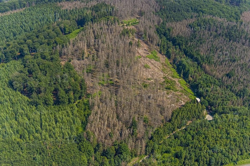 Aerial photo, forest area with forest damage in Hüsten, Arnsberg, Sauerland, North Rhine-Westphalia, Germany, tree death, DE, Europe, Hochsauerlandkreis, clear-cutting, aerial photo, aerial photography, aerial photography, overview, bird's-eye view, forest, forest area, forest damage, forest death, forest piece, birds-eyes view, overview