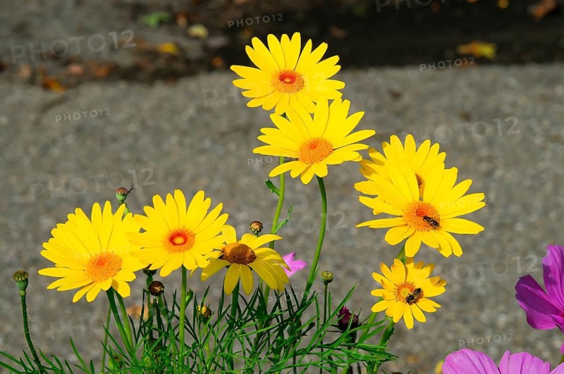 Yellow daisies at the roadside illuminated by the sun, Colourful flower meadow, Schwäbisch Gmünd, Baden-Württemberg, Germany