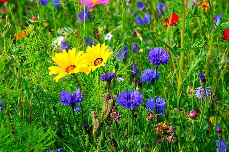 Yellow and purple flowers on a lively, colourful meadow, Bunte Blumenwiese, Schwäbisch Gmünd, Baden-Württemberg, Germany