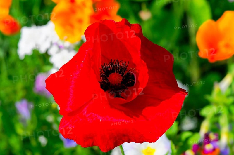 Corn poppy (Papaver rhoeas), Bright red poppy in full bloom against a green background, Colourful flower meadow, Schwäbisch Gmünd, Baden-Württemberg, Germany