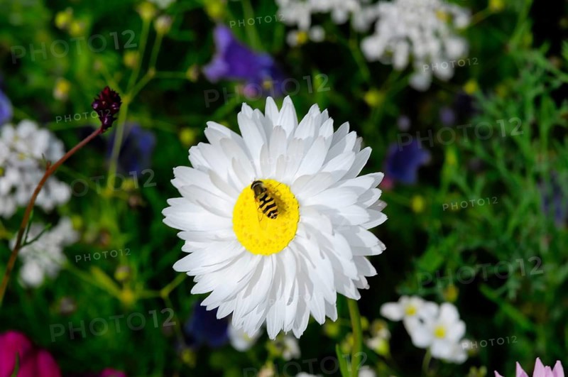 A white flower with a bee on the yellow centre, surrounded by green foliage, Colourful flower meadow, Schwäbisch Gmünd, Baden-Württemberg, Germany
