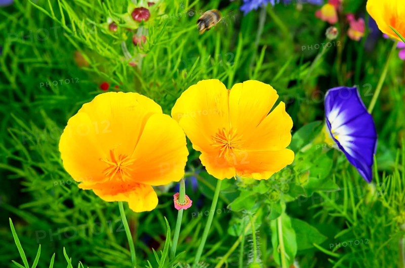 Yellow flowers on a green meadow with blue accent flowers, Colourful flower meadow, Schwäbisch Gmünd, Baden-Württemberg, Germany