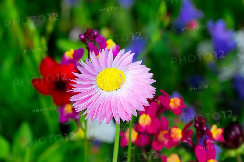 Pink flower with yellow centre amidst colourful meadow flowers, Bunte Blumenwiese, Schwäbisch Gmünd, Baden-Württemberg, Germany