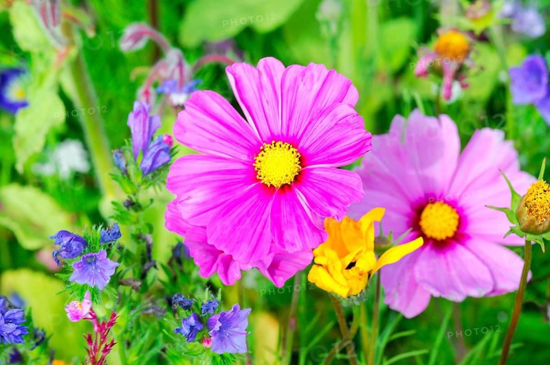 Ornamental basket, cosmea (Cosmea bipinnata), delicate pink flowers with a yellow centre against a background of meadow flowers, colourful flower meadow, Schwäbisch Gmünd, Baden-Württemberg, Germany