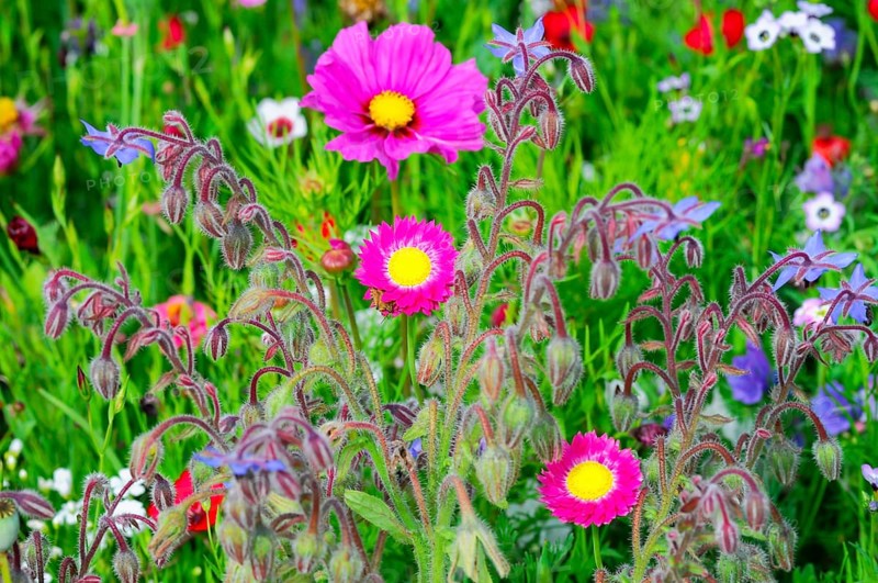 Pink flowers with yellow centre on a colourful, lively meadow, Bunte Blumenwiese, Schwäbisch Gmünd, Baden-Württemberg, Germany