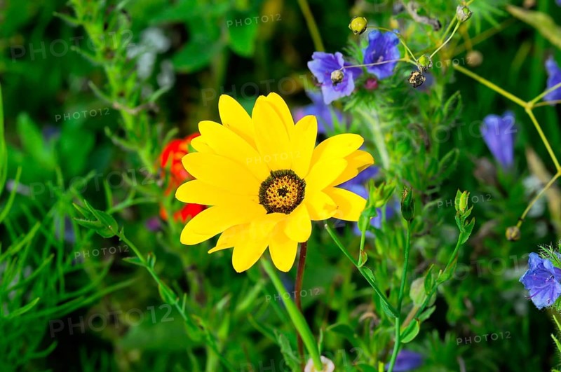 Yellow flower shines amidst green leaves on a summer meadow, Colourful flower meadow, Schwäbisch Gmünd, Baden-Württemberg, Germany