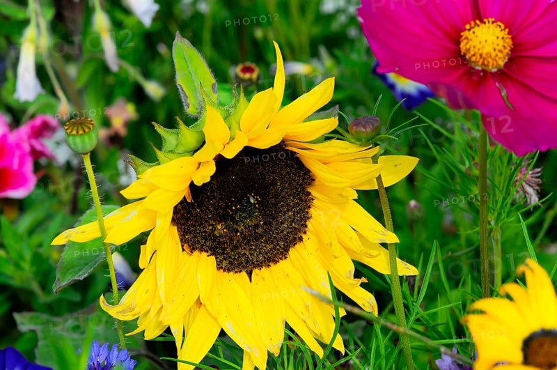 Yellow sunflower amidst colourful summer flowers, Colourful flower meadow, Schwäbisch Gmünd, Baden-Württemberg, Germany