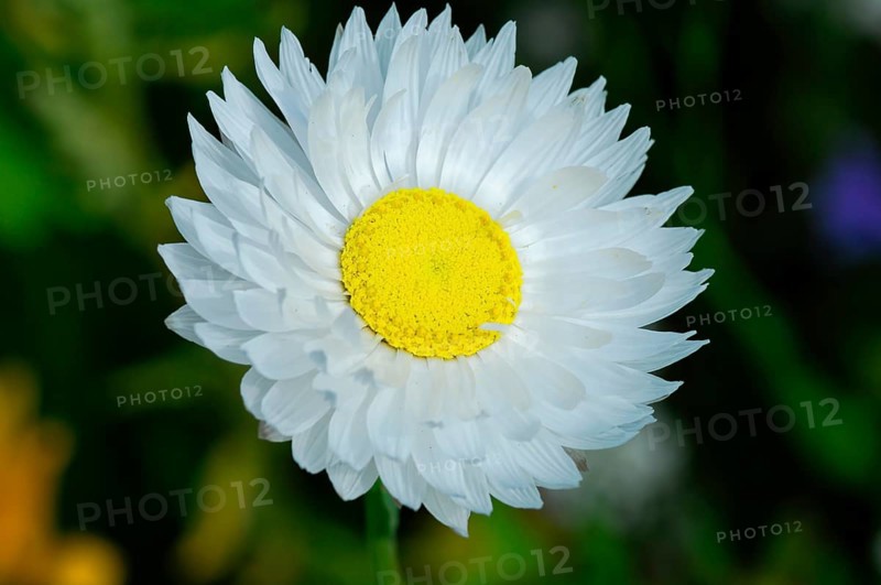 Large white flower with yellow centre in close-up, Colourful flower meadow, Schwäbisch Gmünd, Baden-Württemberg, Germany