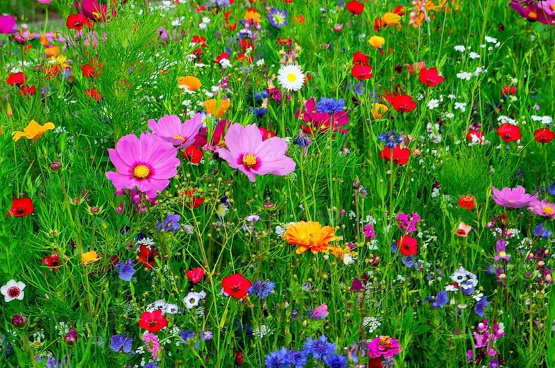 A living sea of flowers in a green natural environment, Colourful flower meadow, Schwäbisch Gmünd, Baden-Württemberg, Germany
