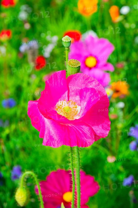 Corn poppy (Papaver rhoeas), Bright pink flower on a colourful summer meadow full of wildflowers, Colourful flower meadow, Schwäbisch Gmünd, Baden-Württemberg, Germany