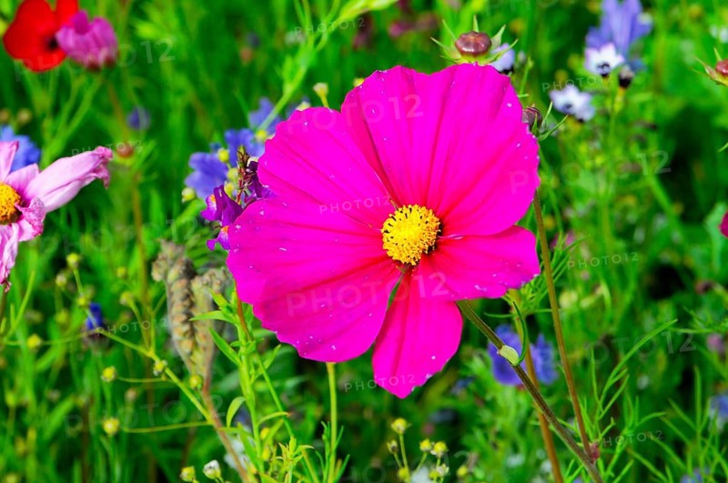 A bright pink flower in the middle of a green meadow, Bunte Blumenwiese, Schwäbisch Gmünd, Baden-Württemberg, Germany