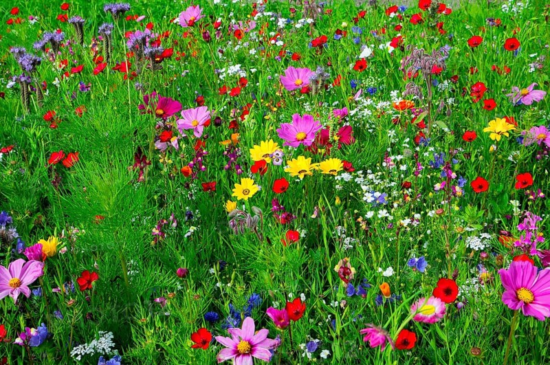 Colourful summer meadow full of blooming wildflowers, Bunte Blumenwiese, Schwäbisch Gmünd, Baden-Württemberg, Germany