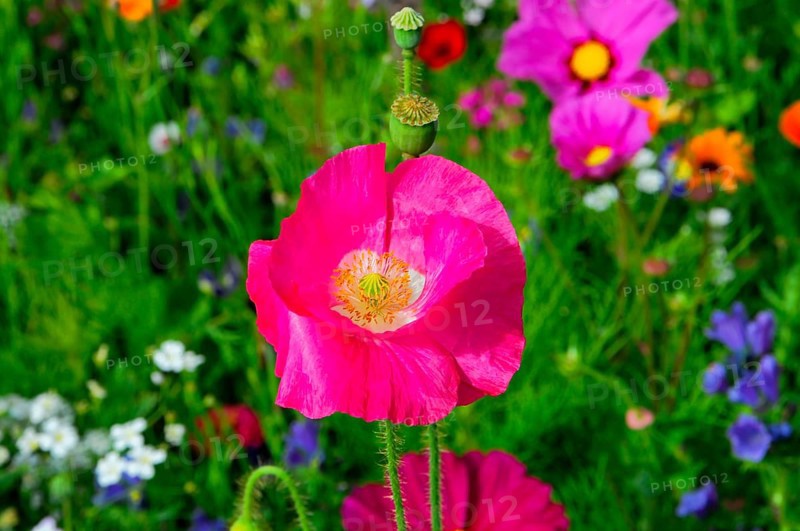 Corn poppy (Papaver rhoeas), pink flower protruding from a blooming summer meadow, colourful flower meadow, Schwäbisch Gmünd, Baden-Württemberg, Germany
