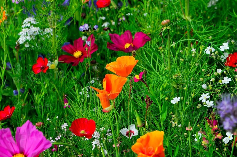 Small colourful meadow with striking orange wildflowers, Bunte Blumenwiese, Schwäbisch Gmünd, Baden-Württemberg, Germany
