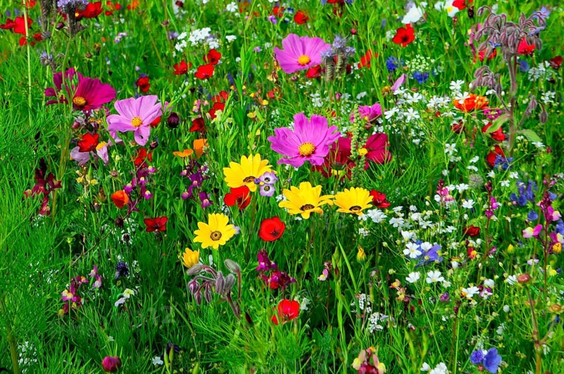 Colourful flower meadow with various wildflowers in vibrant colours, Bunte Blumenwiese, Schwäbisch Gmünd, Baden-Württemberg, Germany