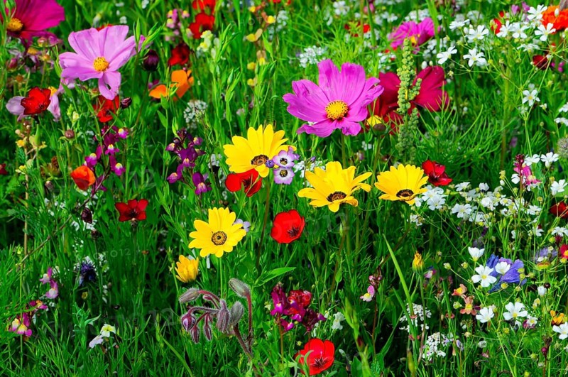 Ornamental basket, cosmea (Cosmea bipinnata), Colourful flowers, including pink and yellow blossoms, stand alive in a green meadow, Colourful flower meadow, Schwäbisch Gmünd, Baden-Württemberg, Germany
