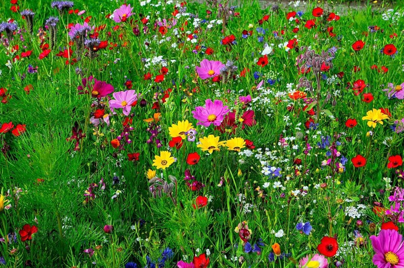 Vibrant and colourful flower meadow full of wild flowers, Bunte Blumenwiese, Schwäbisch Gmünd, Baden-Württemberg, Germany