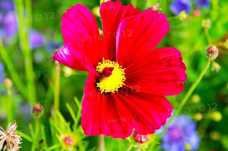 Ornamental basket, cosmea (Cosmea bipinnata), bright red flower with yellow centre in a colourful, natural setting, colourful flower meadow, Schwäbisch Gmünd, Baden-Württemberg, Germany